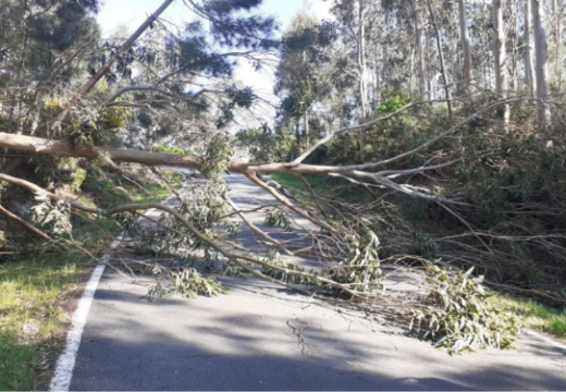 Retirada unha árbore caída sobre a vía na parroquia de Ézaro, no concello de Dumbría